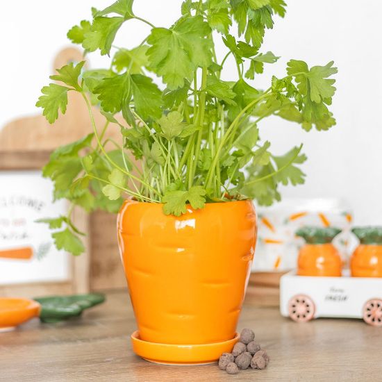 Picture of Carrot Shaped Plant Pot with Parsley Seed Balls