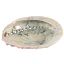Picture of Large Abalone Shell 12-14cm