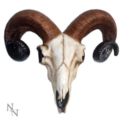 Picture of Rams Skull Medium 33cm