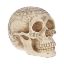 Picture of Astrological Skull 20cm