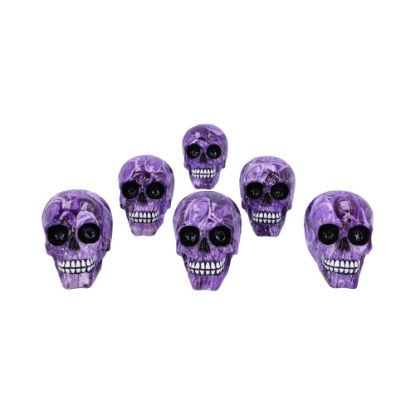 Picture of Purple Romance (Medium) 11cm (Pack of 6)